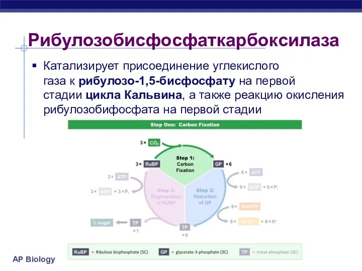 Рибулозобисфосфаткарбоксилаза Катализирует присоединение углекислого газа к рибулозо-1,5-бисфосфату на первой стадии