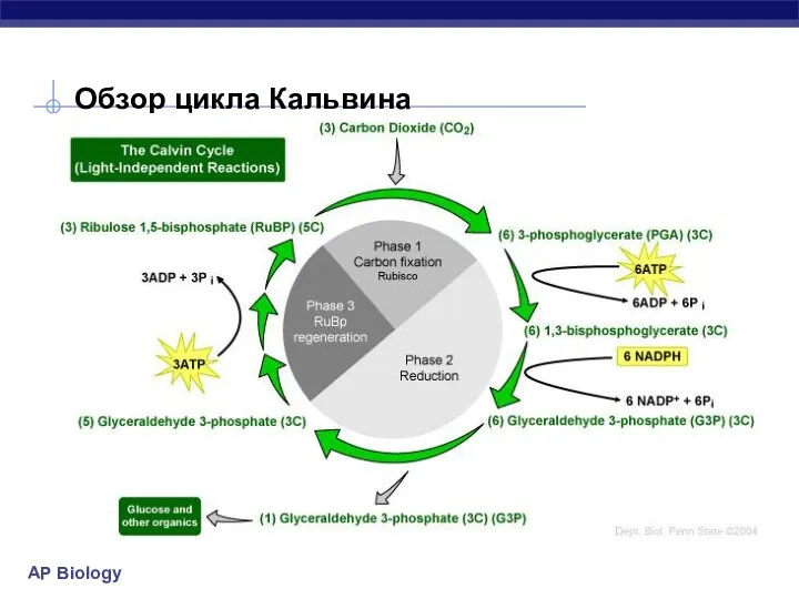 Обзор цикла Кальвина