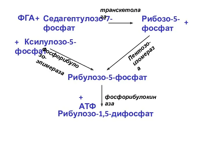 транскетолаза Пентозо- изомераза Фосфорибулозо- эпимераза фосфорибулокиназа