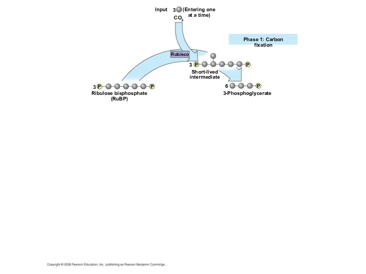 Ribulose bisphosphate (RuBP) 3-Phosphoglycerate Short-lived intermediate Phase 1: Carbon fixation