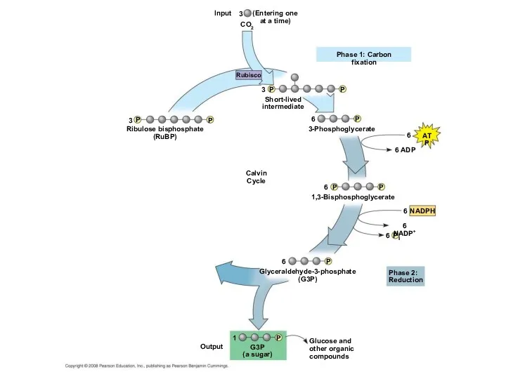 Ribulose bisphosphate (RuBP) 3-Phosphoglycerate Short-lived intermediate Phase 1: Carbon fixation