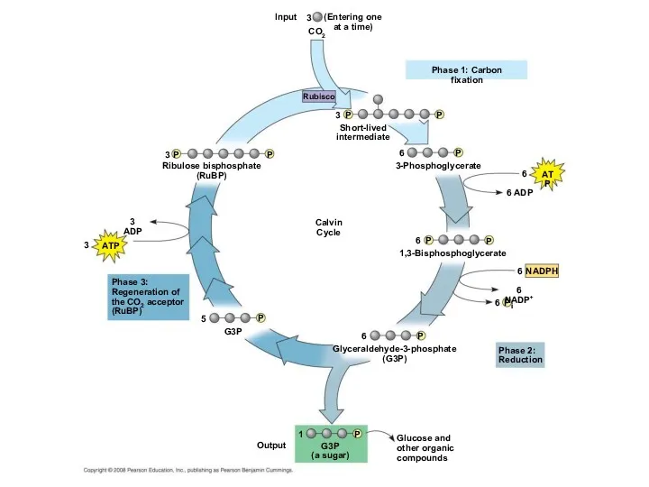 Ribulose bisphosphate (RuBP) 3-Phosphoglycerate Short-lived intermediate Phase 1: Carbon fixation