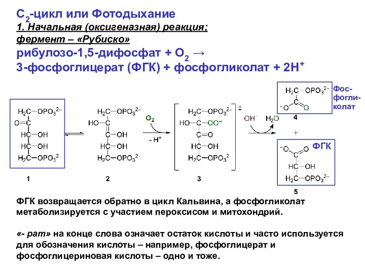 С2-цикл или Фотодыхание 1. Начальная (оксигеназная) реакция; фермент – «Рубиско»