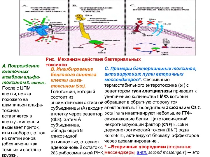 Рис. Механизм действия бактериальных токсинов А. Повреждение клеточных мембран альфа-токсином S. aureus. После