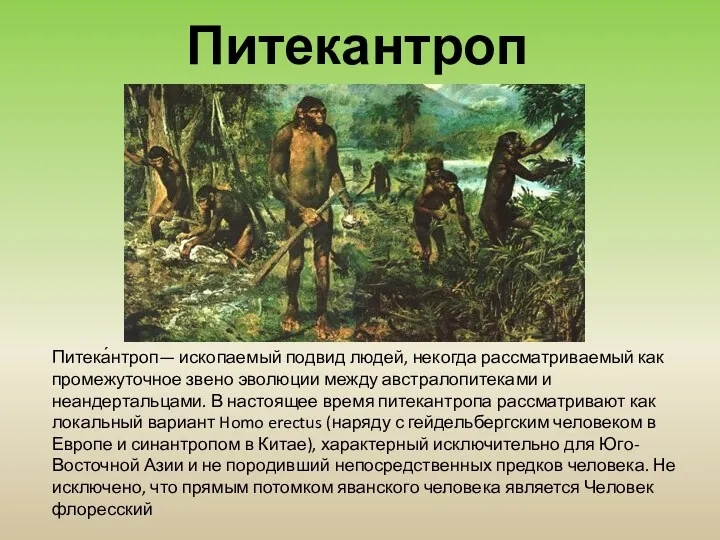 Питека́нтроп— ископаемый подвид людей, некогда рассматриваемый как промежуточное звено эволюции