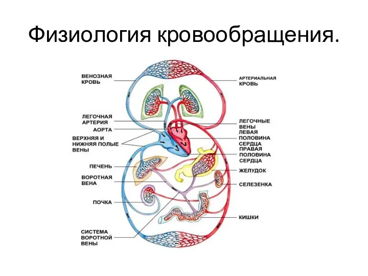 Физиология кровообращения.