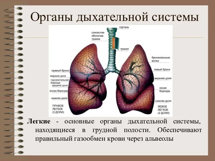 Легкие - основные органы дыхательной системы, находящиеся в грудной полости.