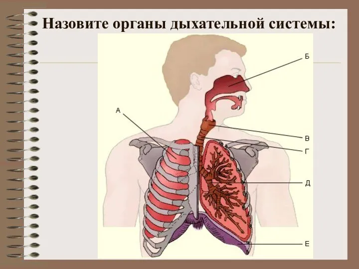 Назовите органы дыхательной системы: