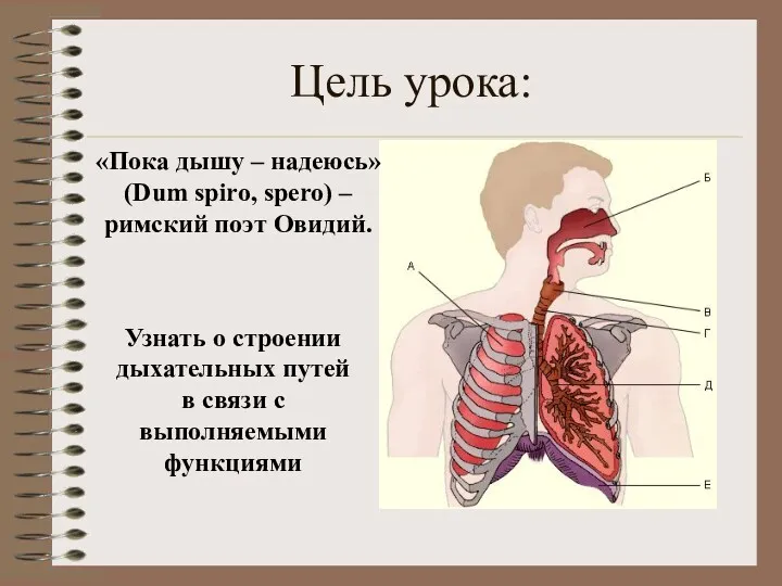 Цель урока: Узнать о строении дыхательных путей в связи с