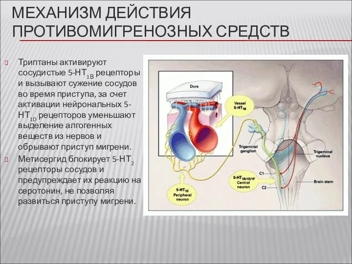 МЕХАНИЗМ ДЕЙСТВИЯ ПРОТИВОМИГРЕНОЗНЫХ СРЕДСТВ Триптаны активируют сосудистые 5-НТ1В рецепторы и вызывают сужение сосудов