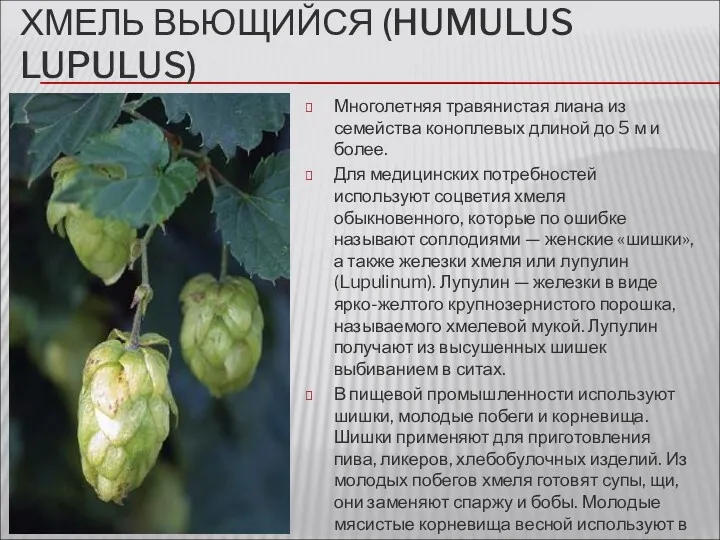 ХМЕЛЬ ВЬЮЩИЙСЯ (HUMULUS LUPULUS) Многолетняя травянистая лиана из семейства коноплевых длиной до 5