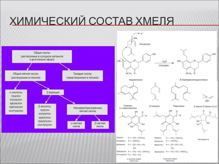 ХИМИЧЕСКИЙ СОСТАВ ХМЕЛЯ