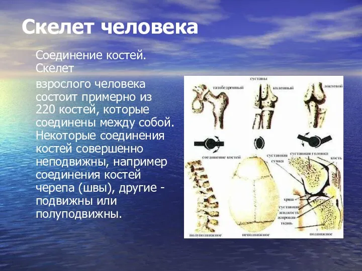 Скелет человека Соединение костей. Скелет взрослого человека состоит примерно из