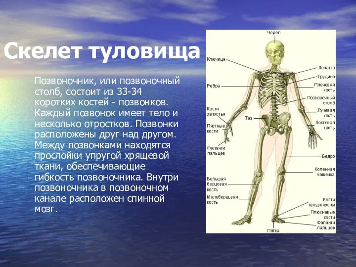 Скелет туловища Позвоночник, или позвоночный столб, состоит из 33-34 коротких