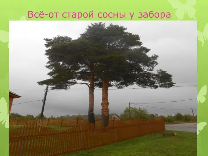 Всё-от старой сосны у забора