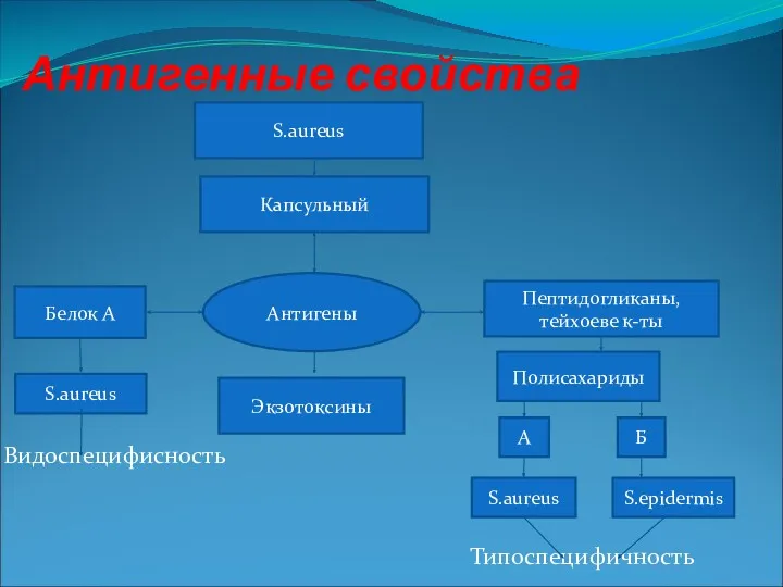 Антигенные свойства Видоспецифисность Типоспецифичность S.aureus Капсульный Антигены Белок А Пептидогликаны,