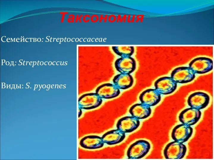 Таксономия Семейство: Streptococcaceae Род: Streptococcus Виды: S. pyogenes