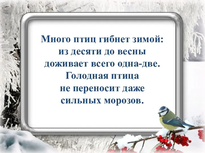 Много птиц гибнет зимой: из десяти до весны доживает всего