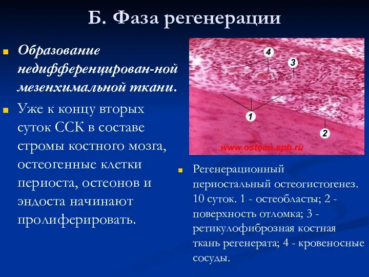Б. Фаза регенерации Образование недифференцирован-ной мезенхимальной ткани. Уже к концу