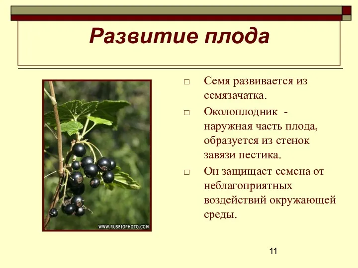 Развитие плода Семя развивается из семязачатка. Околоплодник - наружная часть