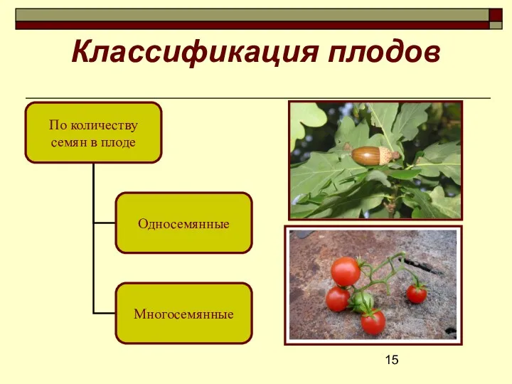 Классификация плодов