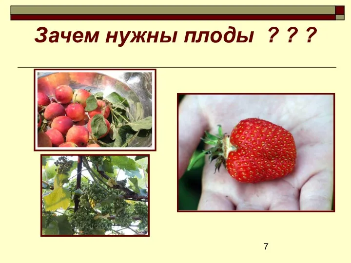 Зачем нужны плоды ? ? ?