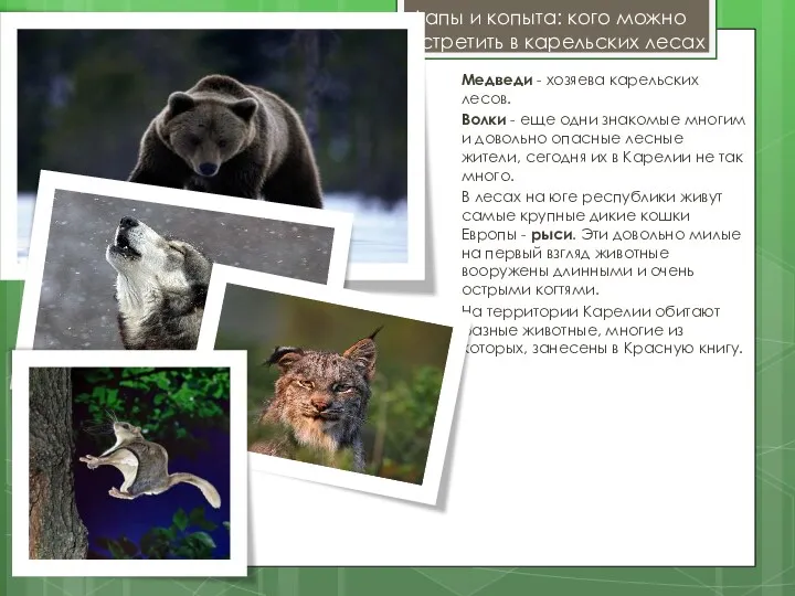Лапы и копыта: кого можно встретить в карельских лесах Медведи