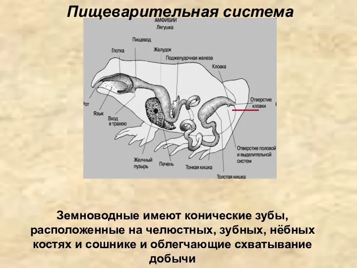 Пищеварительная система Земноводные имеют конические зубы, расположенные на челюстных, зубных,