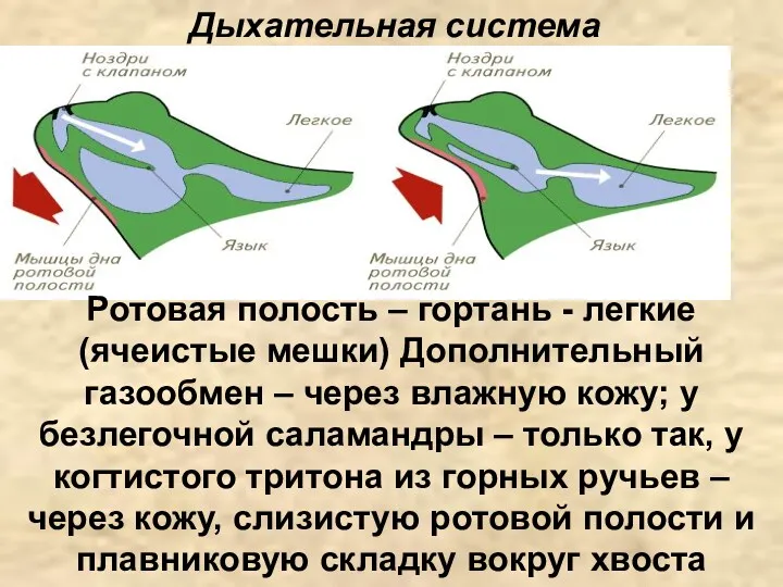 Дыхательная система Ротовая полость – гортань - легкие (ячеистые мешки)