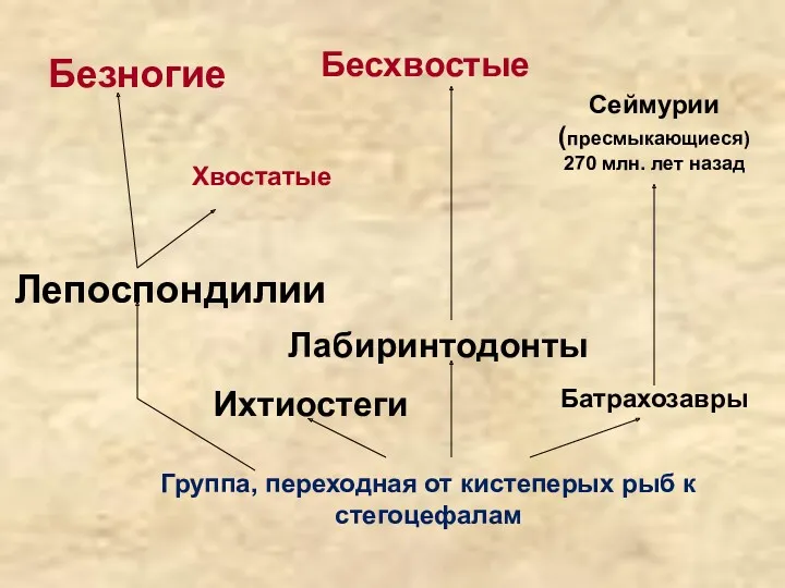 Группа, переходная от кистеперых рыб к стегоцефалам Батрахозавры Ихтиостеги Лабиринтодонты