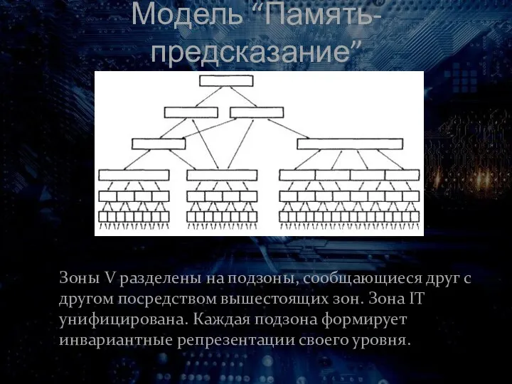 Модель “Память-предсказание” Зоны V разделены на подзоны, сообщающиеся друг с