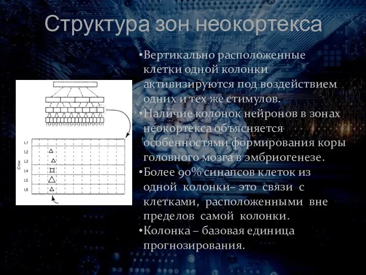 Структура зон неокортекса Вертикально расположенные клетки одной колонки активизируются под