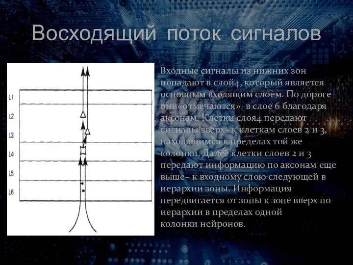 Восходящий поток сигналов Входные сигналы из нижних зон попадают в