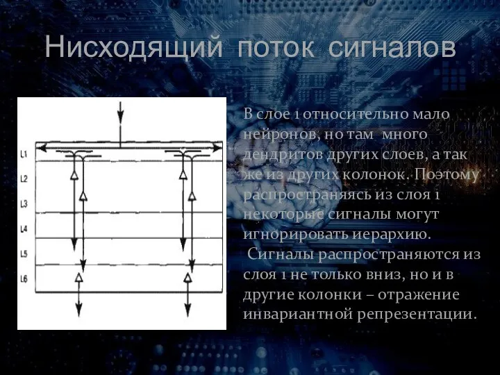 Нисходящий поток сигналов В слое 1 относительно мало нейронов, но