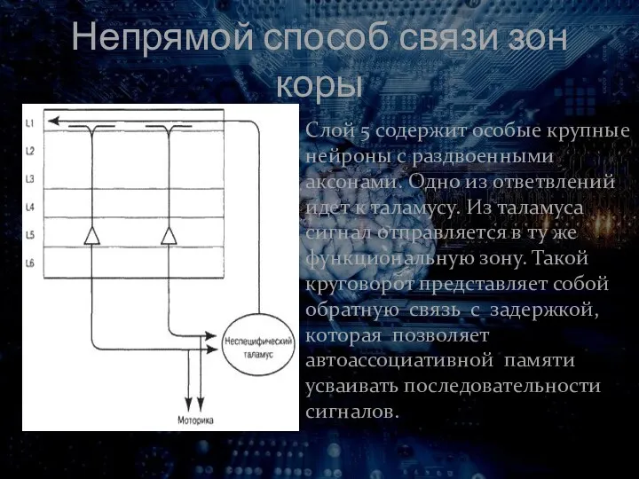 Непрямой способ связи зон коры Слой 5 содержит особые крупные