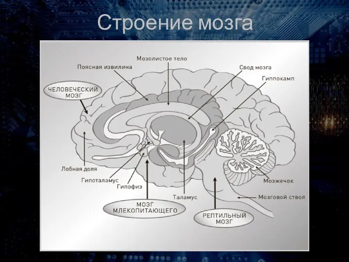 Строение мозга