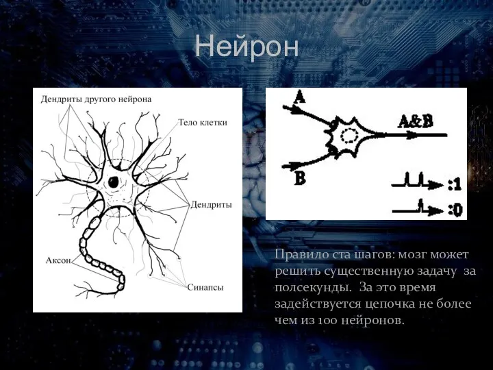 Нейрон Правило ста шагов: мозг может решить существенную задачу за