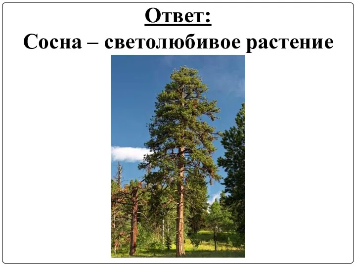 Ответ: Сосна – светолюбивое растение