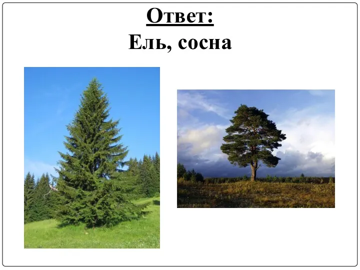 Ответ: Ель, сосна