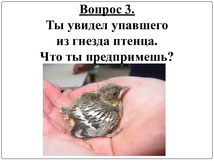 Вопрос 3. Ты увидел упавшего из гнезда птенца. Что ты предпримешь?
