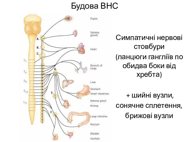 Будова ВНС Симпатичні нервові стовбури (ланцюги гангліїв по обидва боки