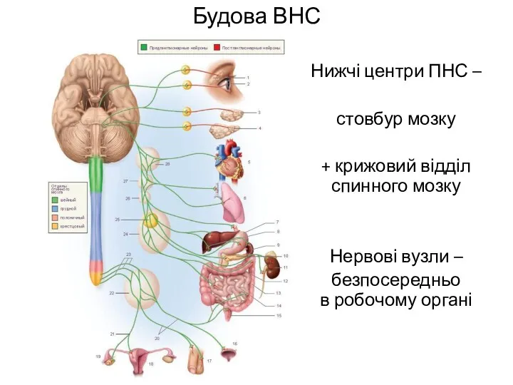 Будова ВНС Нижчі центри ПНС – стовбур мозку + крижовий