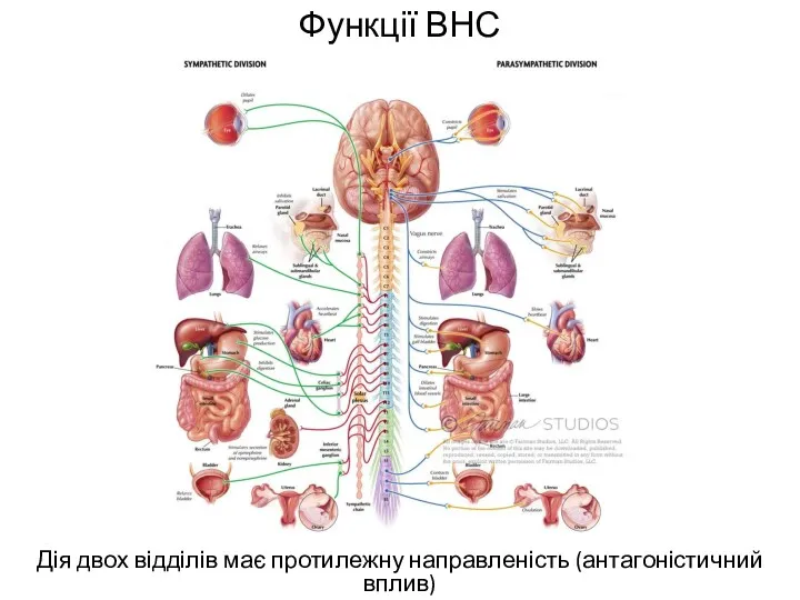 Функції ВНС Дія двох відділів має протилежну направленість (антагоністичний вплив)