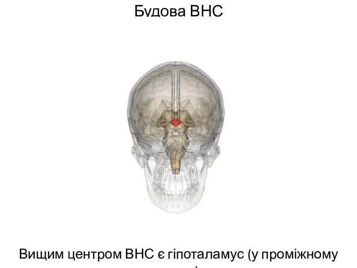 Будова ВНС Вищим центром ВНС є гіпоталамус (у проміжному мозку)