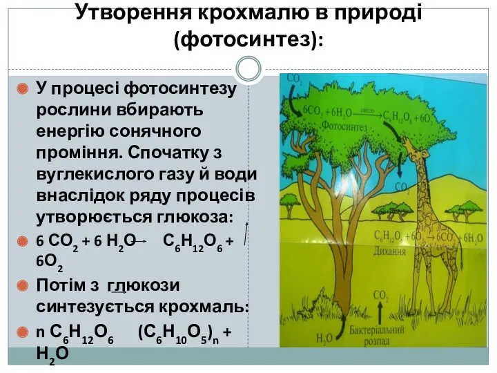 Утворення крохмалю в природі (фотосинтез): У процесі фотосинтезу рослини вбирають енергію сонячного проміння.