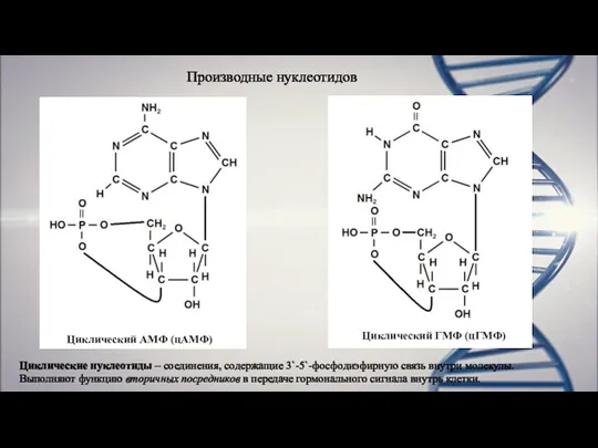 Производные нуклеотидов Циклический АМФ (цАМФ) Циклический ГМФ (цГМФ) Циклические нуклеотиды