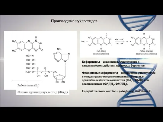 Производные нуклеотидов Флавинадениндинуклеотид (ФАД) Рибофлавин (В2) Коферменты – соединения, участвующие