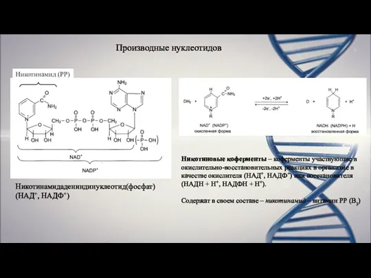 Производные нуклеотидов Никотинамидадениндинуклеотид(фосфат) (НАД+, НАДФ+) Никотиновые коферменты – коферменты участвующие