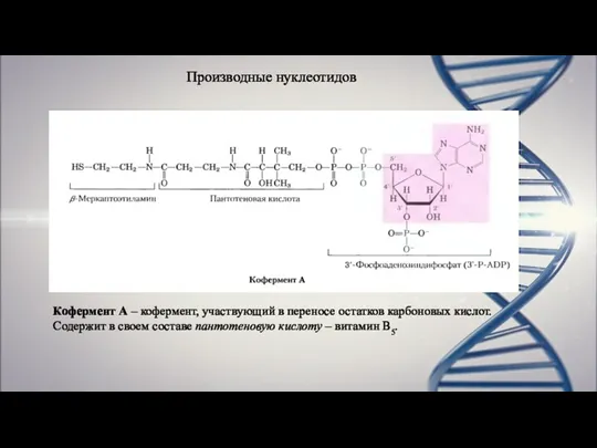 Производные нуклеотидов Кофермент А – кофермент, участвующий в переносе остатков