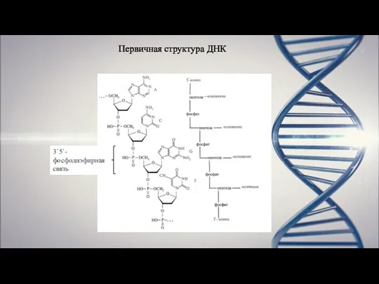 Первичная структура ДНК 3`5`-фосфодиэфирная связь